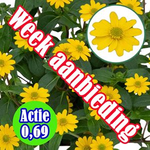 Bild von Sanvitalea P12 Actie Yellow